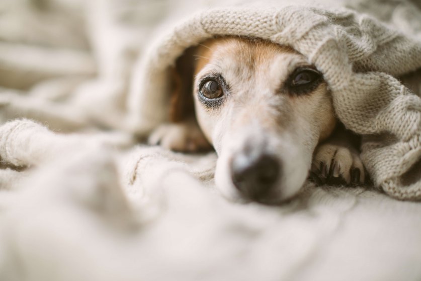 犬の乾燥から守る秘訣！保湿が必要な理由と飼い主の役割-Giipet