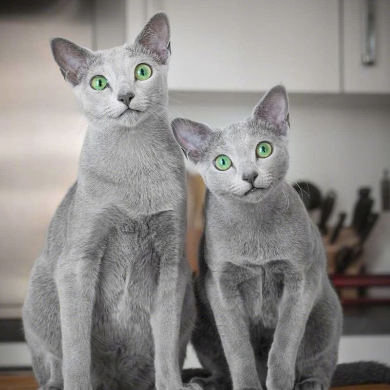 ロシアンブルーってどんな猫