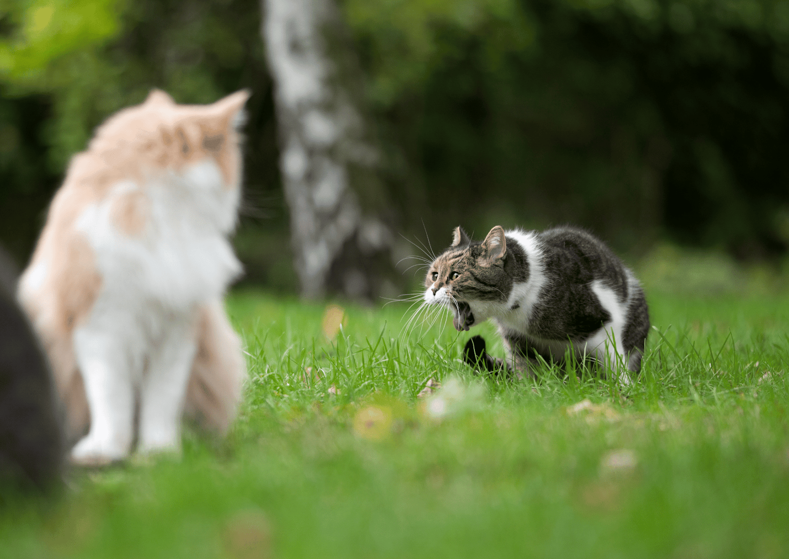 毛玉を吐く猫