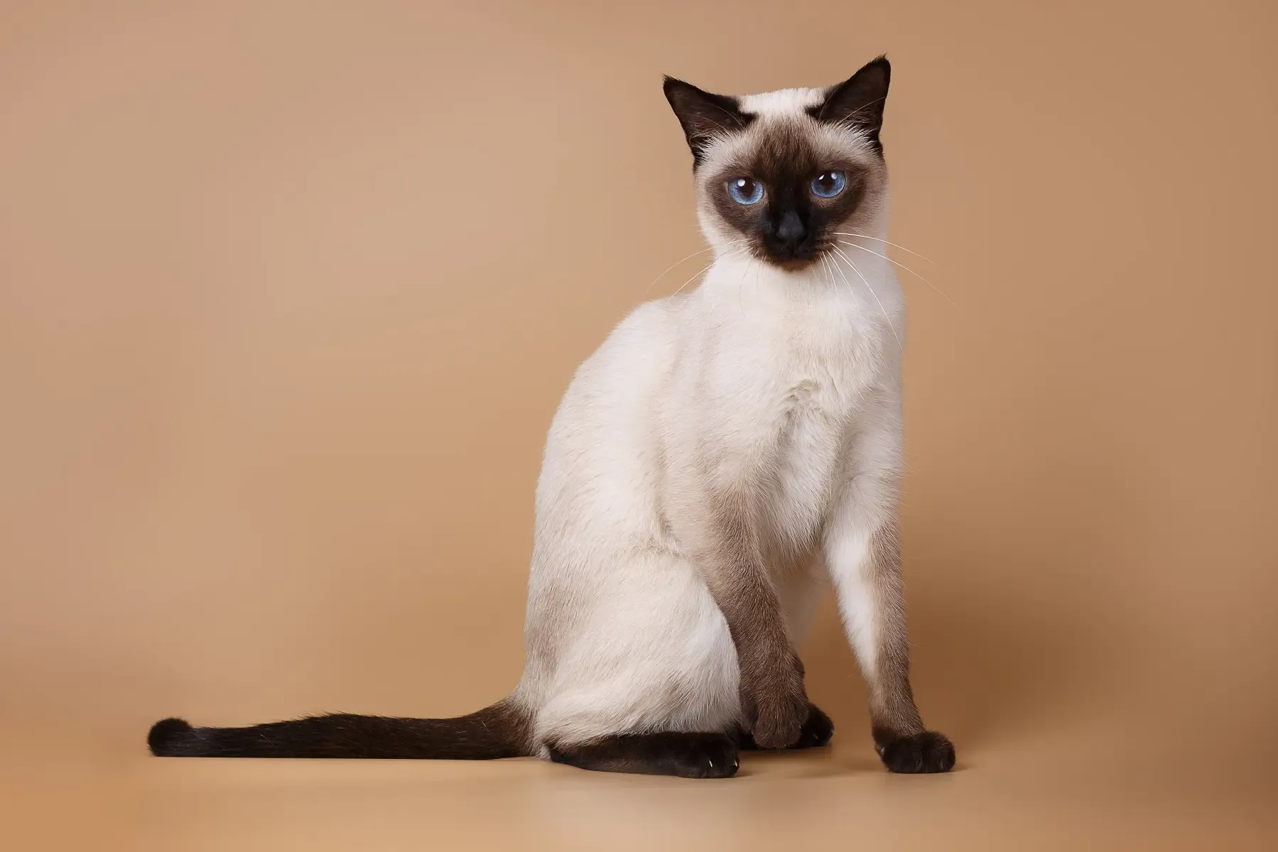 An elegant Siamese cat with striking blue eyes, sitting gracefully against a soft beige background.
