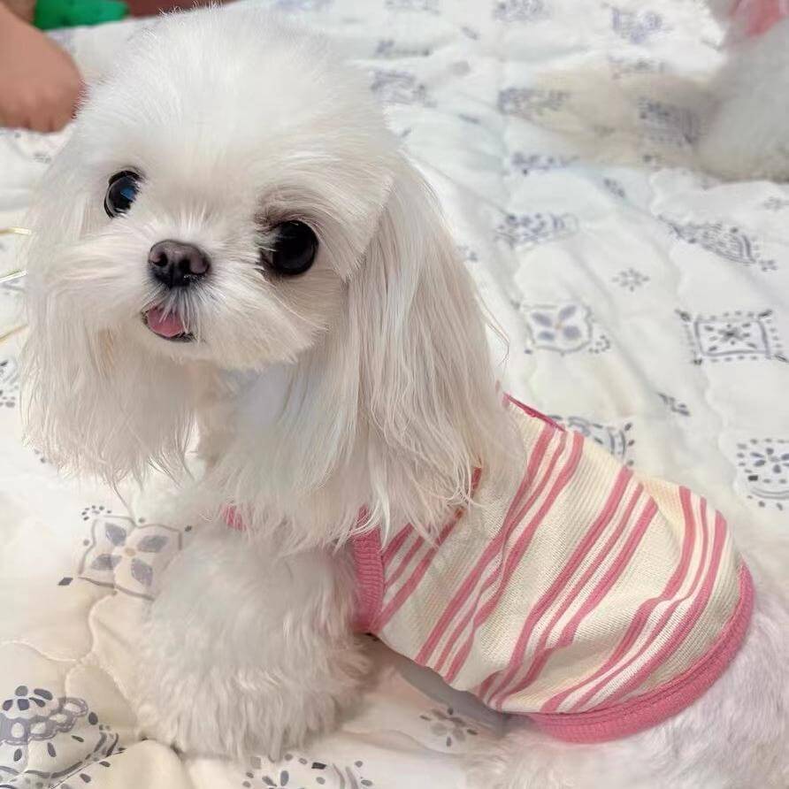 ペット用夏服キャミソール 子犬・猫用 春夏向け 通気性抜群 メッシュ素材 抜け毛がつきにくい 快適設計 ストレスフリー 3D立体裁断 かわいい おしゃれ 刺繍入り ドッグウェア 猫服 締め付け感なし 涼感ペットウェア