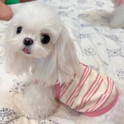 ペット用夏服キャミソール 子犬・猫用 春夏向け 通気性抜群 メッシュ素材 抜け毛がつきにくい 快適設計 ストレスフリー 3D立体裁断 かわいい おしゃれ 刺繍入り ドッグウェア 猫服 締め付け感なし 涼感ペットウェア