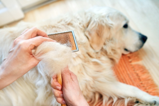 犬の換毛期は何月？時期や期間、抜け毛対策のコツ3選！-Giipet