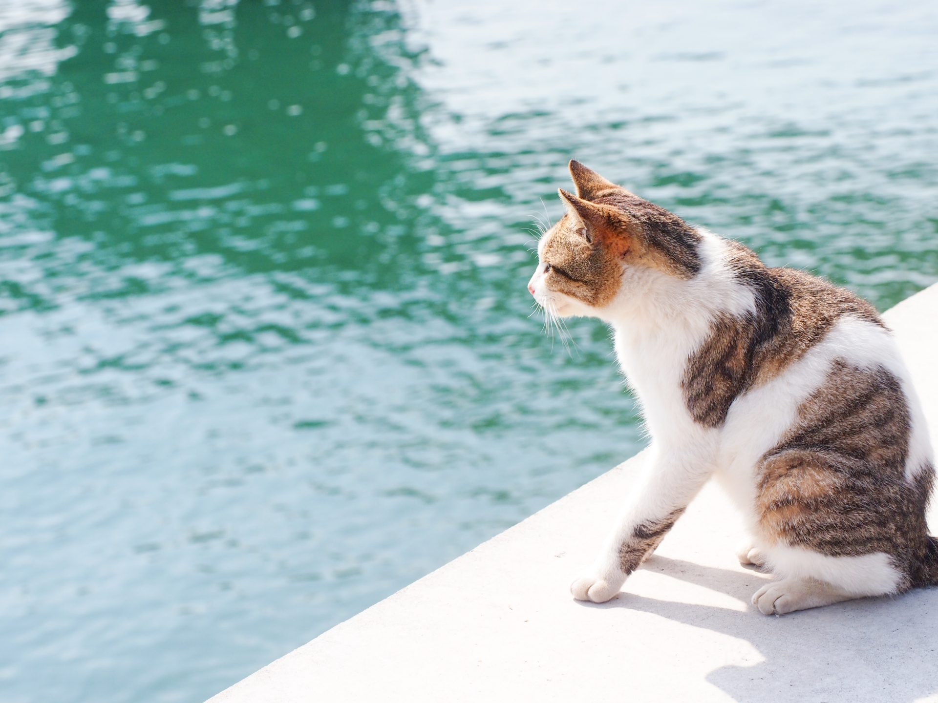 猫がそっけない態度をとる原因と対策｜愛猫との絆をより一層深めるために-Giipet