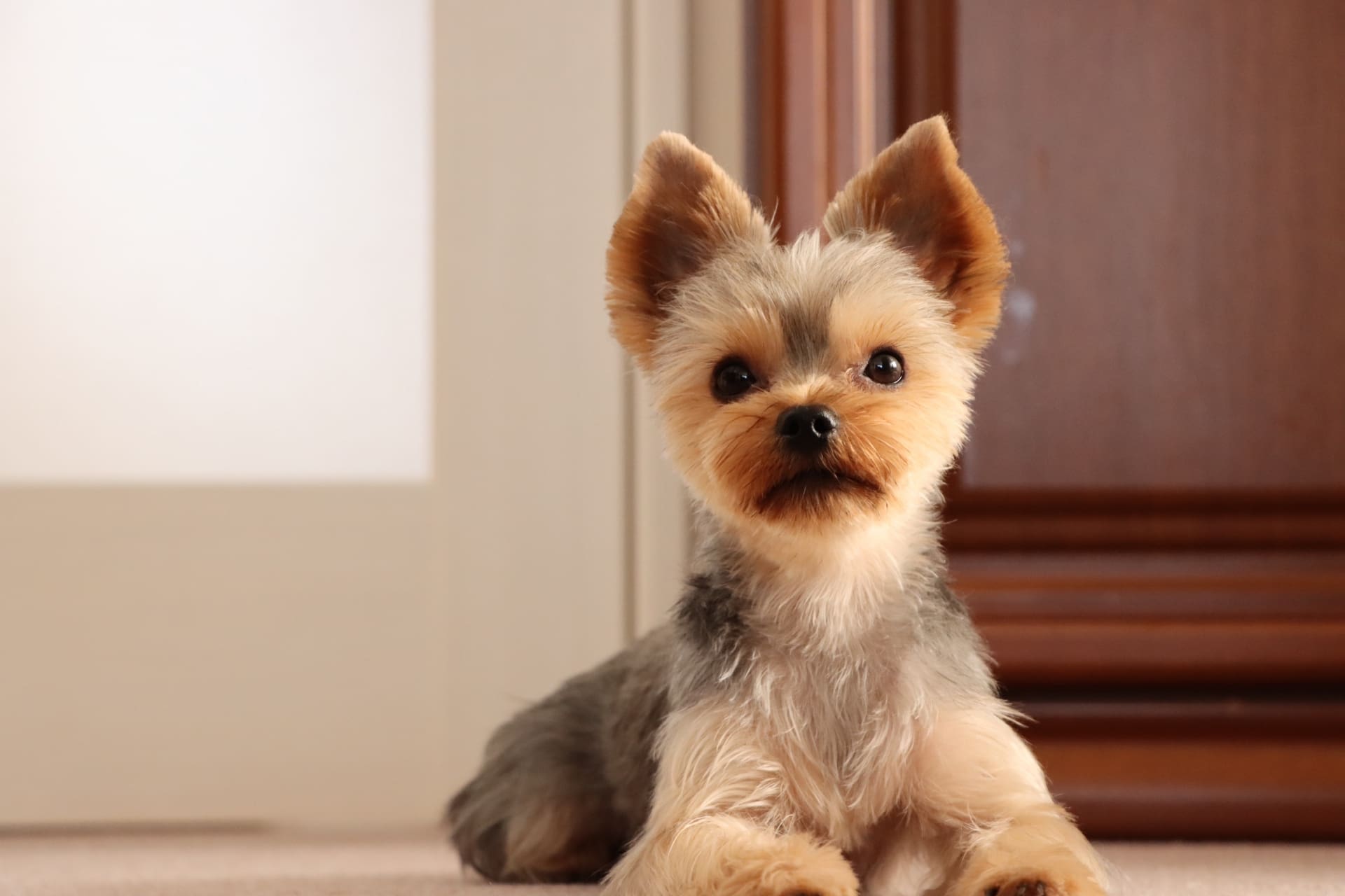 愛犬が「あなた」の帰宅時間を知っている秘密：玄関で待つ犬の心理とは？-Giipet