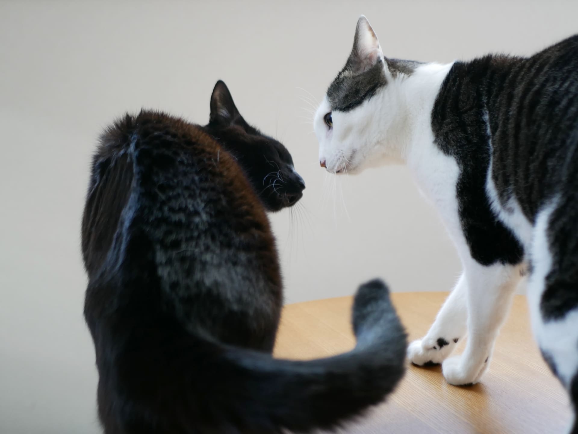 「二匹目の猫」を迎える前に知っておきたいこと：先住猫との幸せな生活を送るため-Giipet