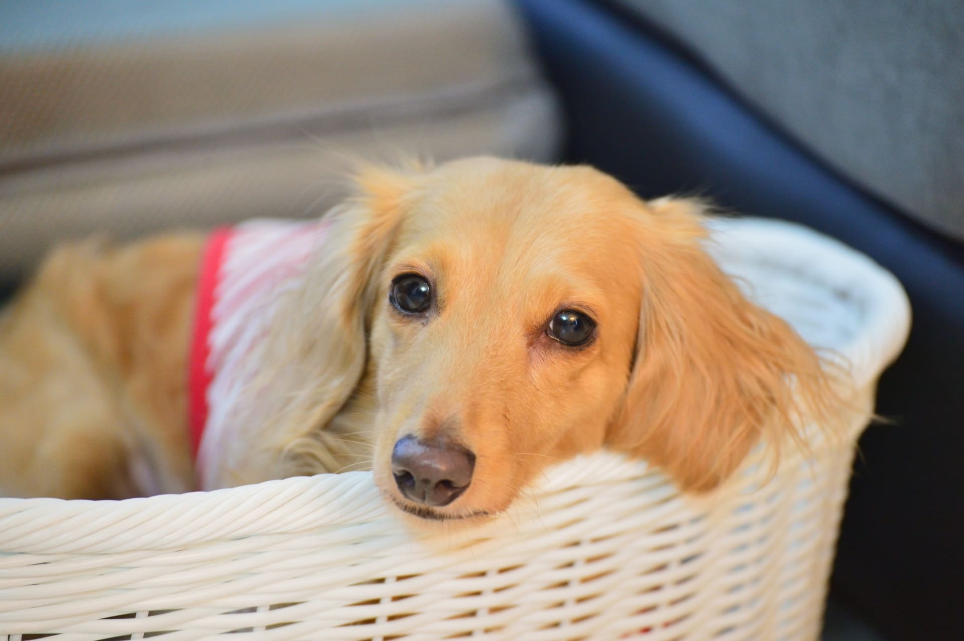 愛犬「垂れ耳」は心のサイン？秘められた気持ちを読み解くヒント-Giipet