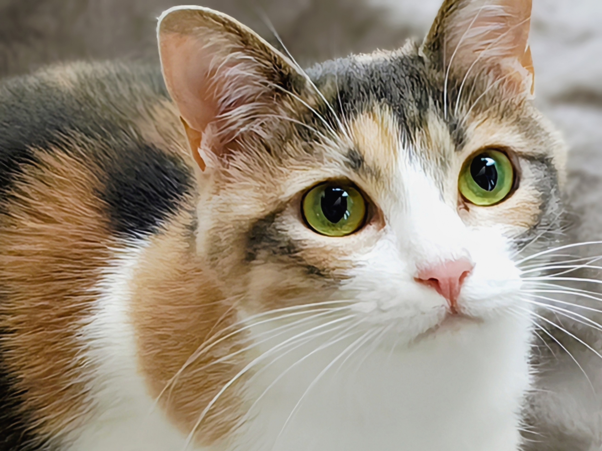 【保存版】愛猫の健康を守る！正しい猫の爪切りの方法とコツ-Giipet