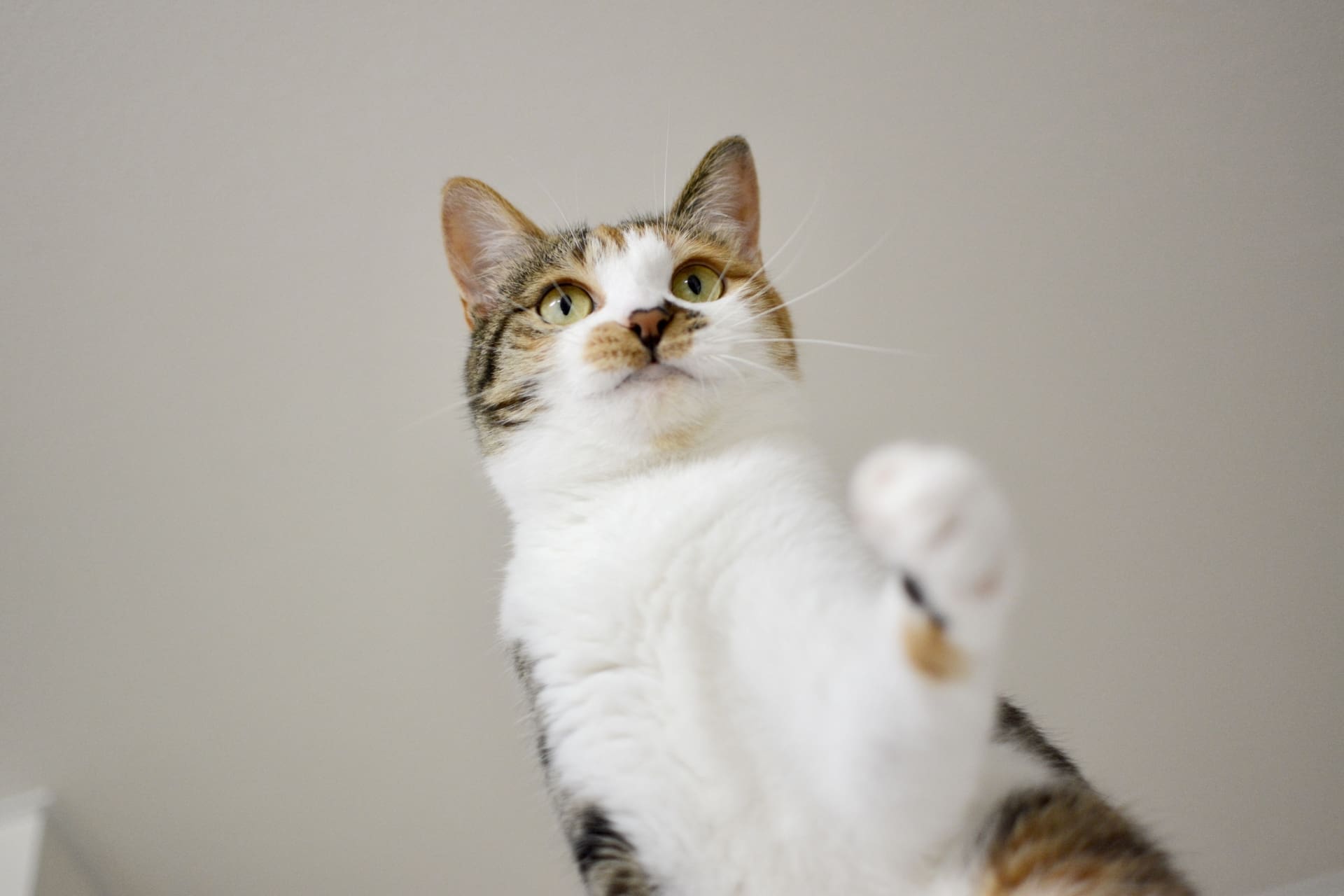 愛猫の「猫パンチ」徹底解説！可愛い仕草から困った行動まで、猫の気持ちを読み解く【Giipet】-Giipet