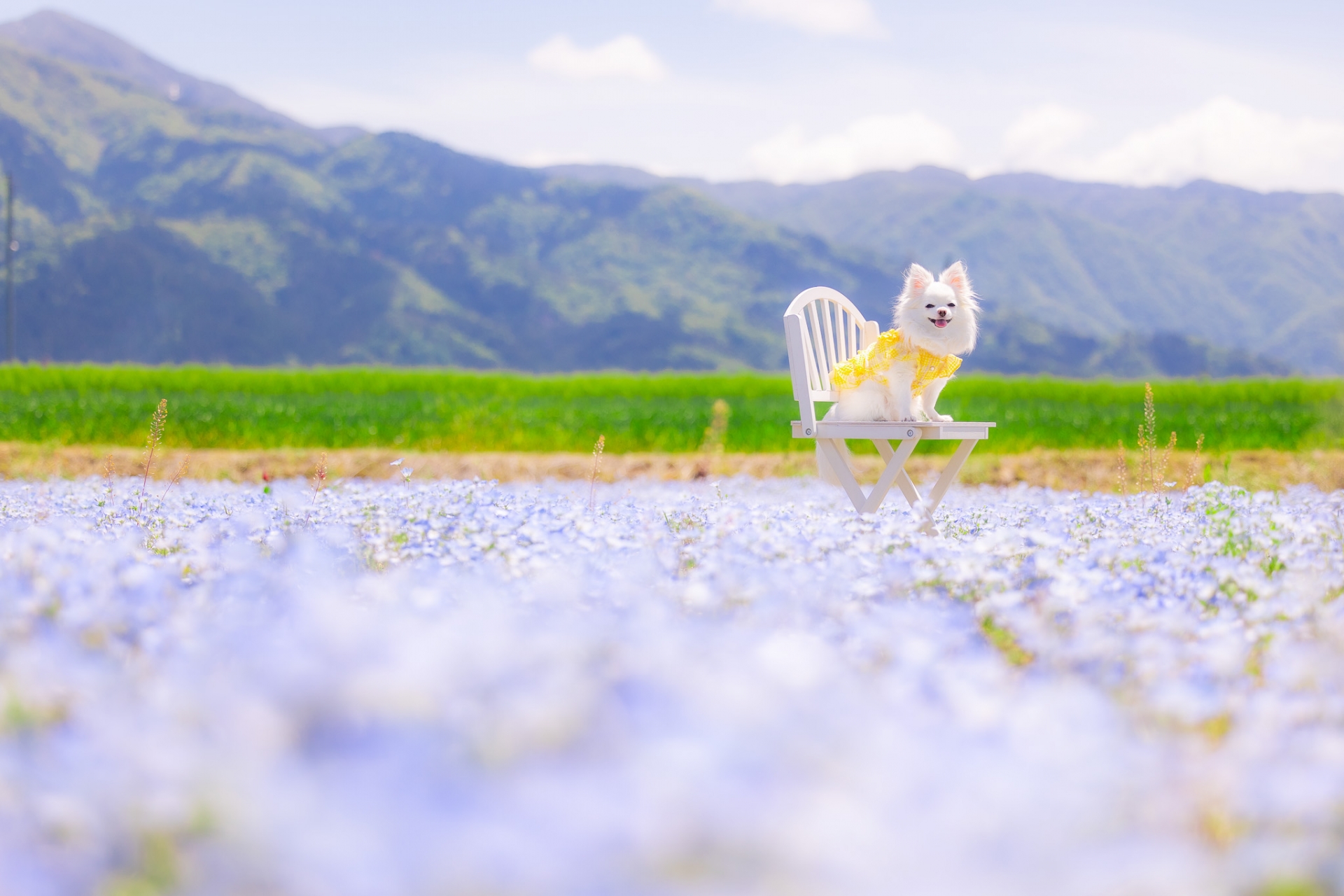 A dog in a lavender field