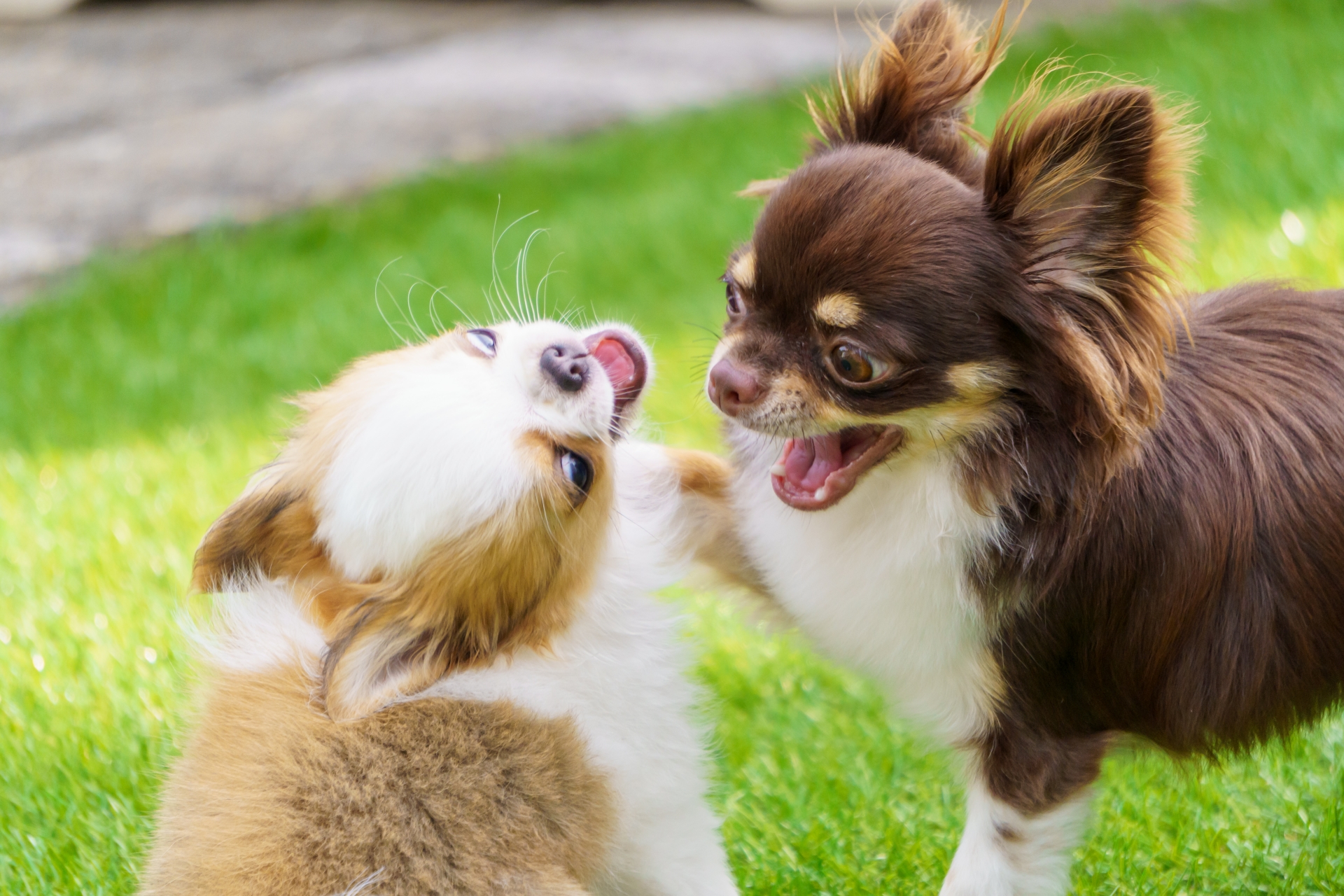 犬のケンカ、もう怖くない！愛犬との平和な共生のための完全ガイド-Giipet