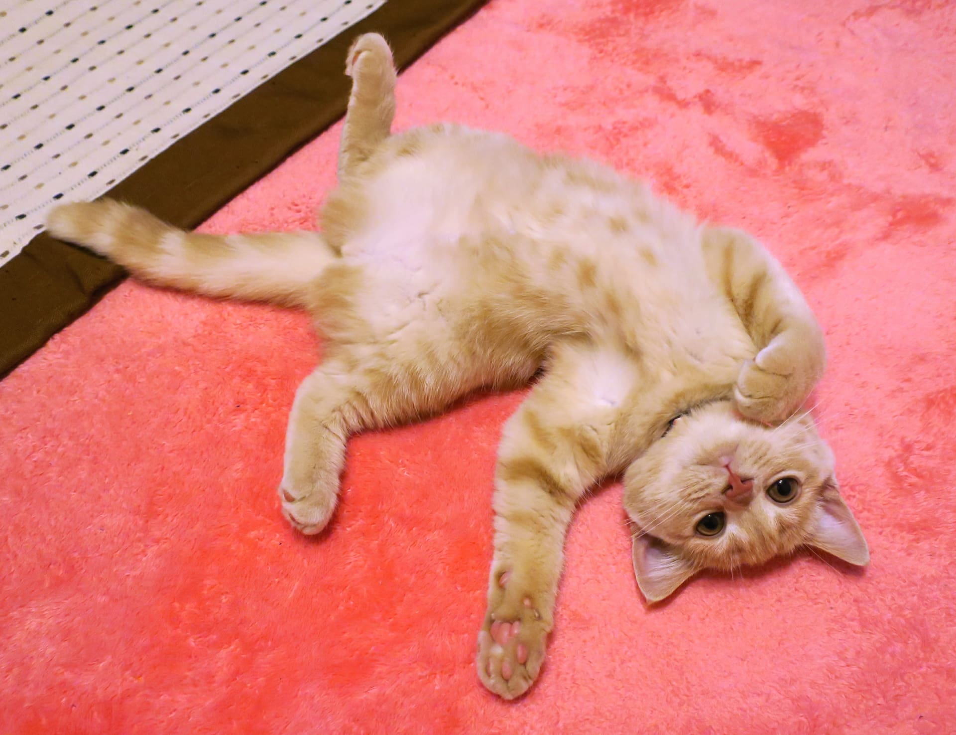 「ぽっちゃり」は危険信号？猫の肥満を見極める方法と、健康を守るための正しいダイエット戦略-Giipet