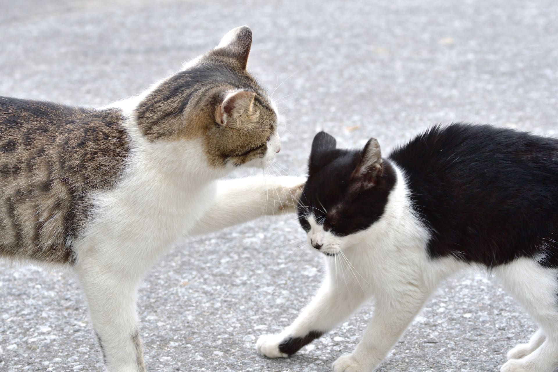 思わず「可愛い！」だけじゃない？猫パンチに隠された愛猫の本当の気持ちに迫る！-Giipet