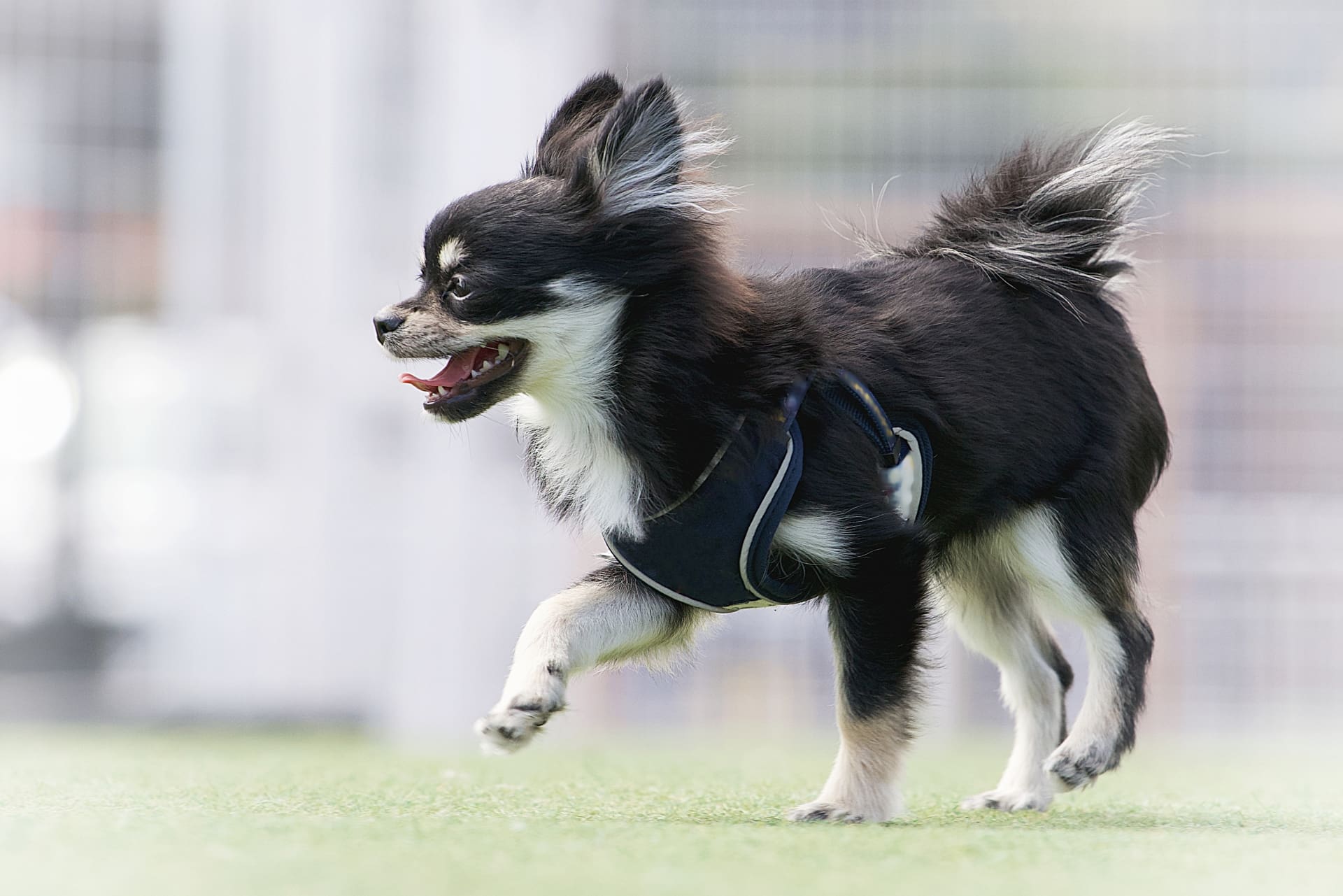 犬がくるくる回る理由とは？愛犬からの大切なメッセージを読み解こう-Giipet