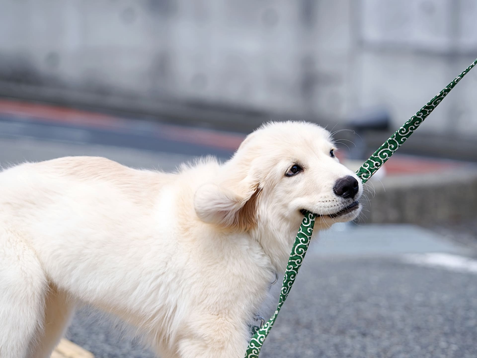 【専門家が解説】愛犬と安全に楽しむ！冬の散歩で気をつけるべきポイント-Giipet