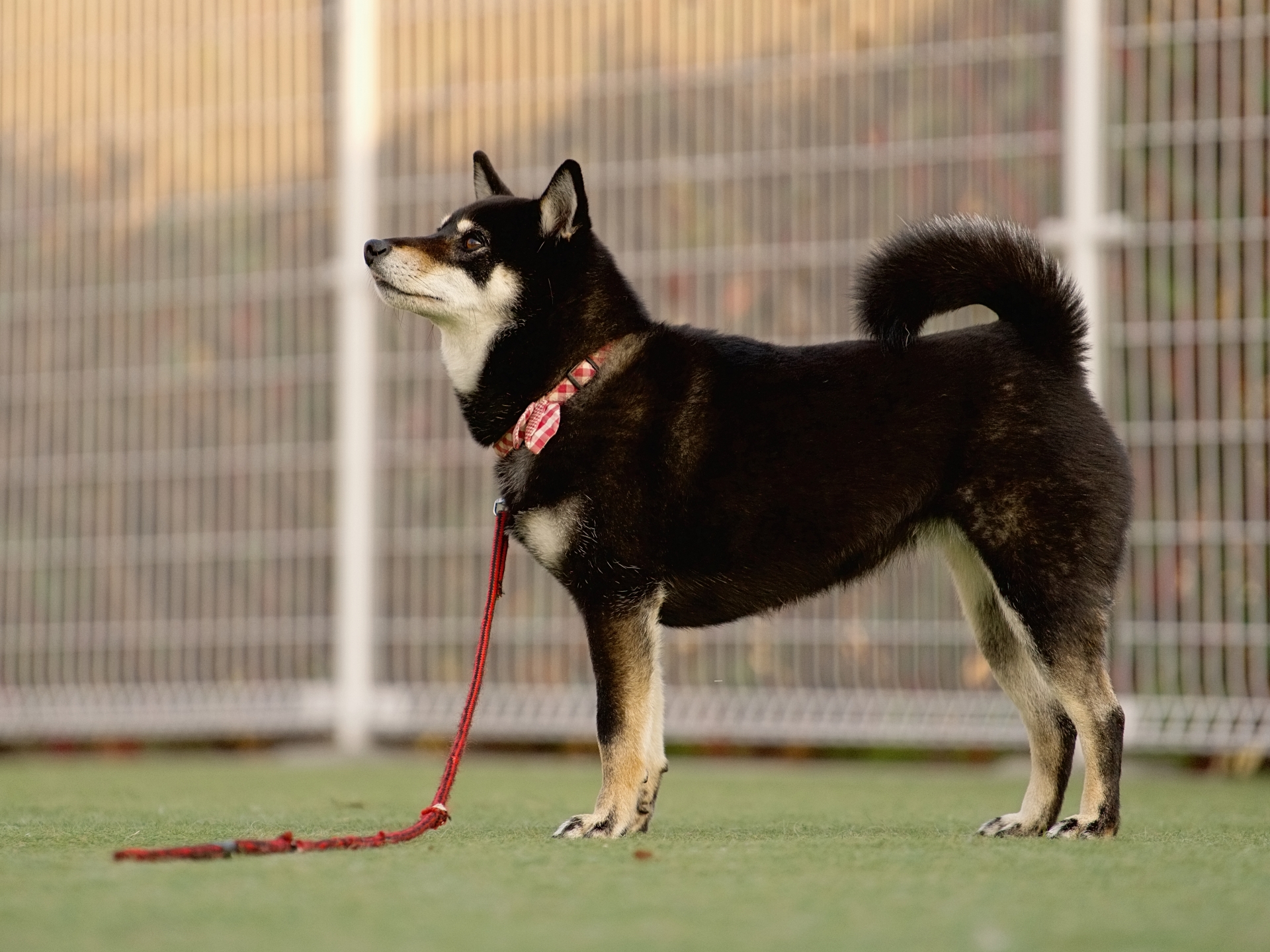 犬が飼い主の靴下やスリッパを噛む！その理由と効果的な対策-Giipet