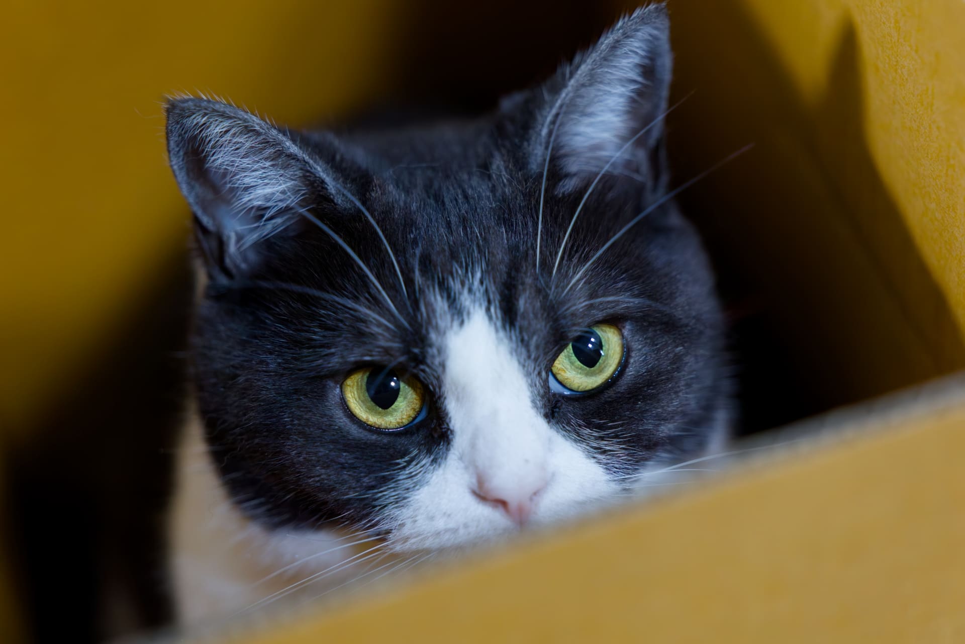 猫は段ボールのとりこ！なぜ箱が大好きなの？その秘密と猫が喜ぶ活用法-Giipet