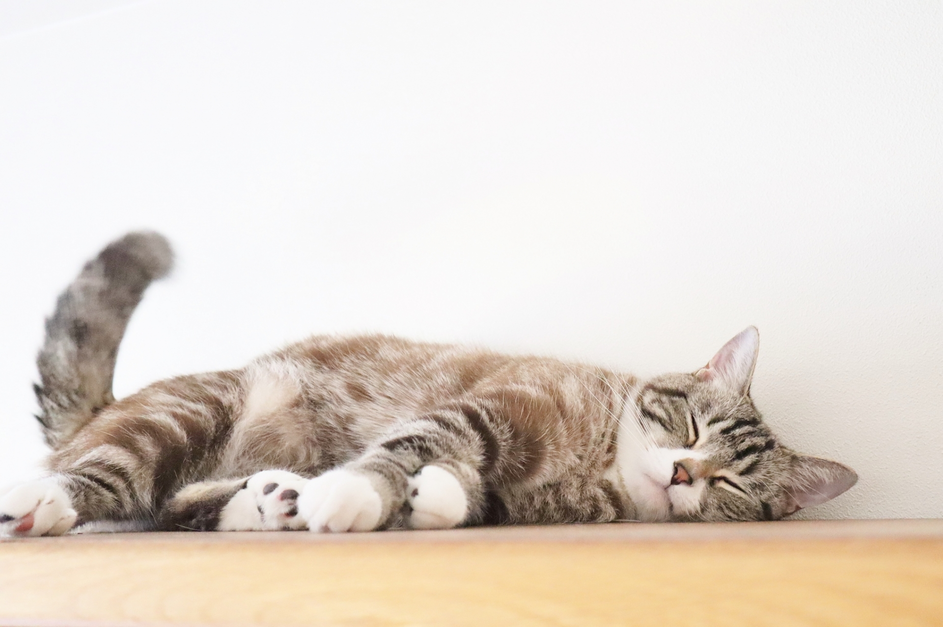 猫の「ふみふみ」は愛のサイン？その可愛らしい行動に隠された秘密を徹底解説！-Giipet