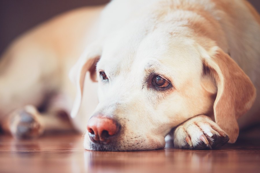 犬が悲しい目をしてこちらを見ている時の心理３つ | わんちゃんホンポ