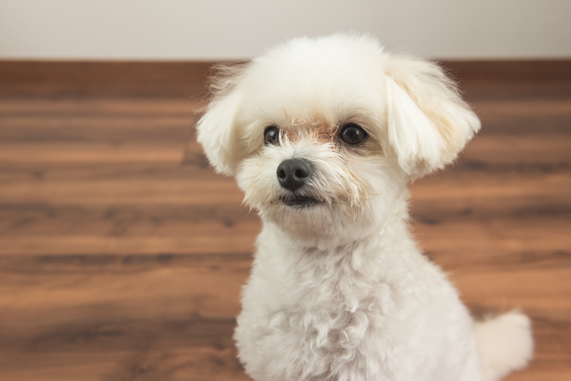 A cute white dog.