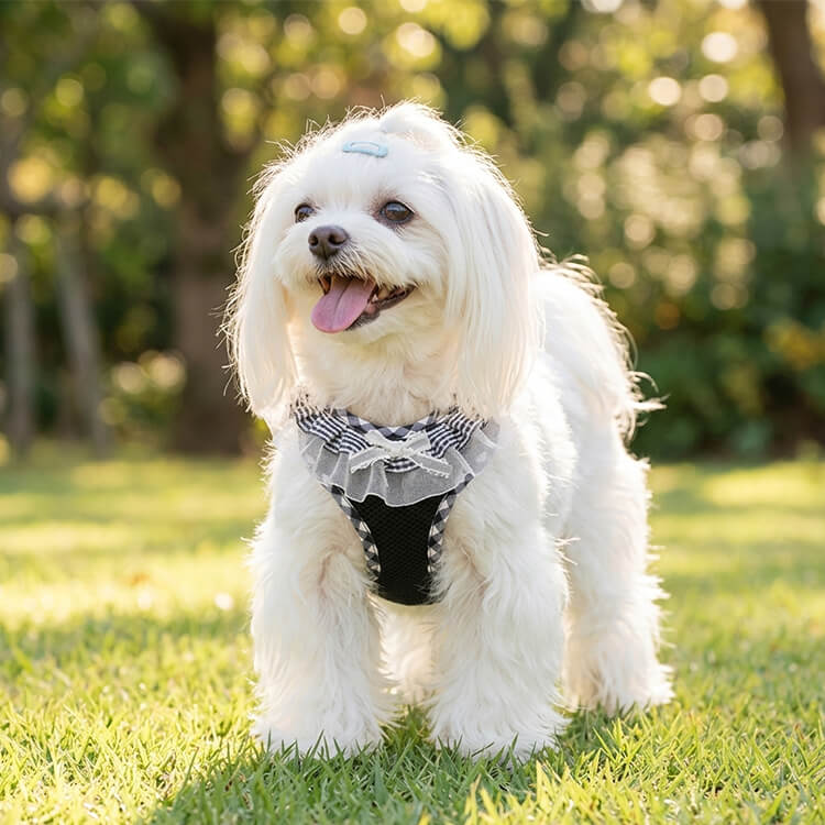 レース リボンハーネス リードセット ベスト型 小中型犬 ドッグウェア 可愛い 胸当て 抜けにくい 調整可能 自動ロックバックル 通気メッシュ 背中保護 負担軽減 防爆冲 お散歩 お出かけ 犬の服 ペット用品