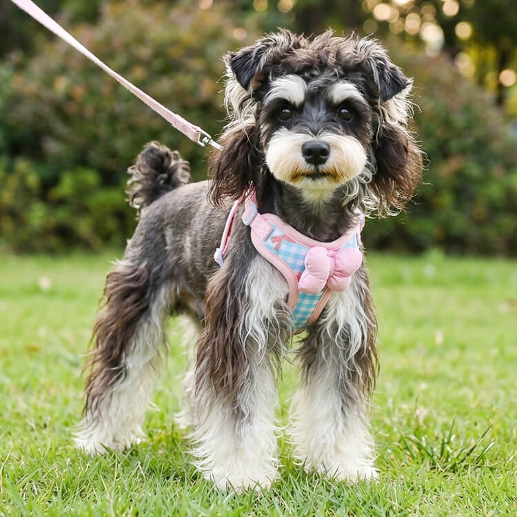 3D立体リボン ハーネスセット 可愛い おしゃれ メッシュ 通気性 蒸れない 工字型 衝撃分散 気管に優しい 首に負担がかからない 抜けにくい 1秒着脱 散歩 お出かけ 小型犬 中型犬 猫用