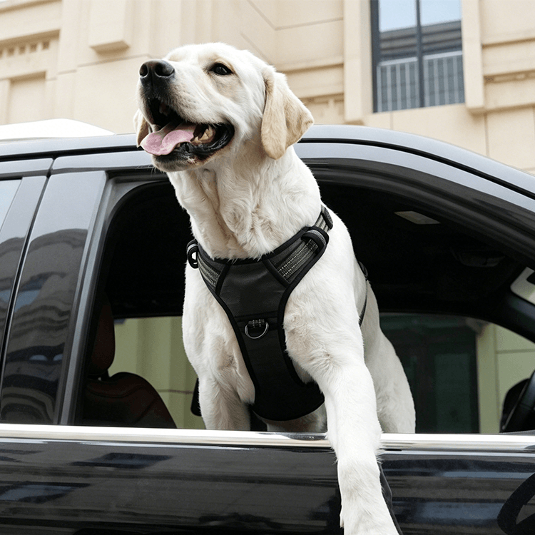 車載用犬ハーネス カーハーネス 飛び出し防止 車載衝突試験合格 胸骨保護 力分散 引っ張り防止 反射糸 夜間安全 耐摩耗 オックスフォード生地 抜けにくい 装着簡単 小中大型犬 ドライブ お出かけ