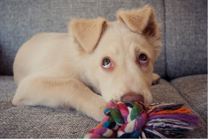犬から絶対に嫌われてしまう『NG行為』５選！他の人がやっていたら必ず注意して！-Giipet
