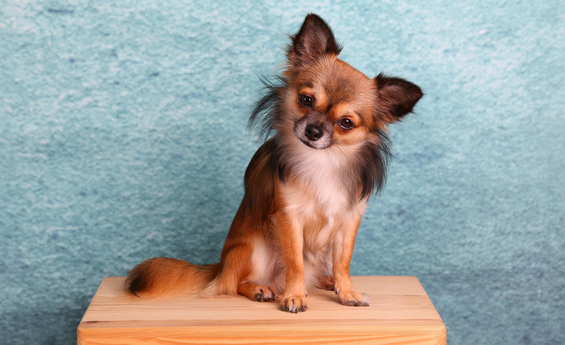 A small Chihuahua dog sitting on a wooden surface, displaying its beautiful coat against a textured blue background.