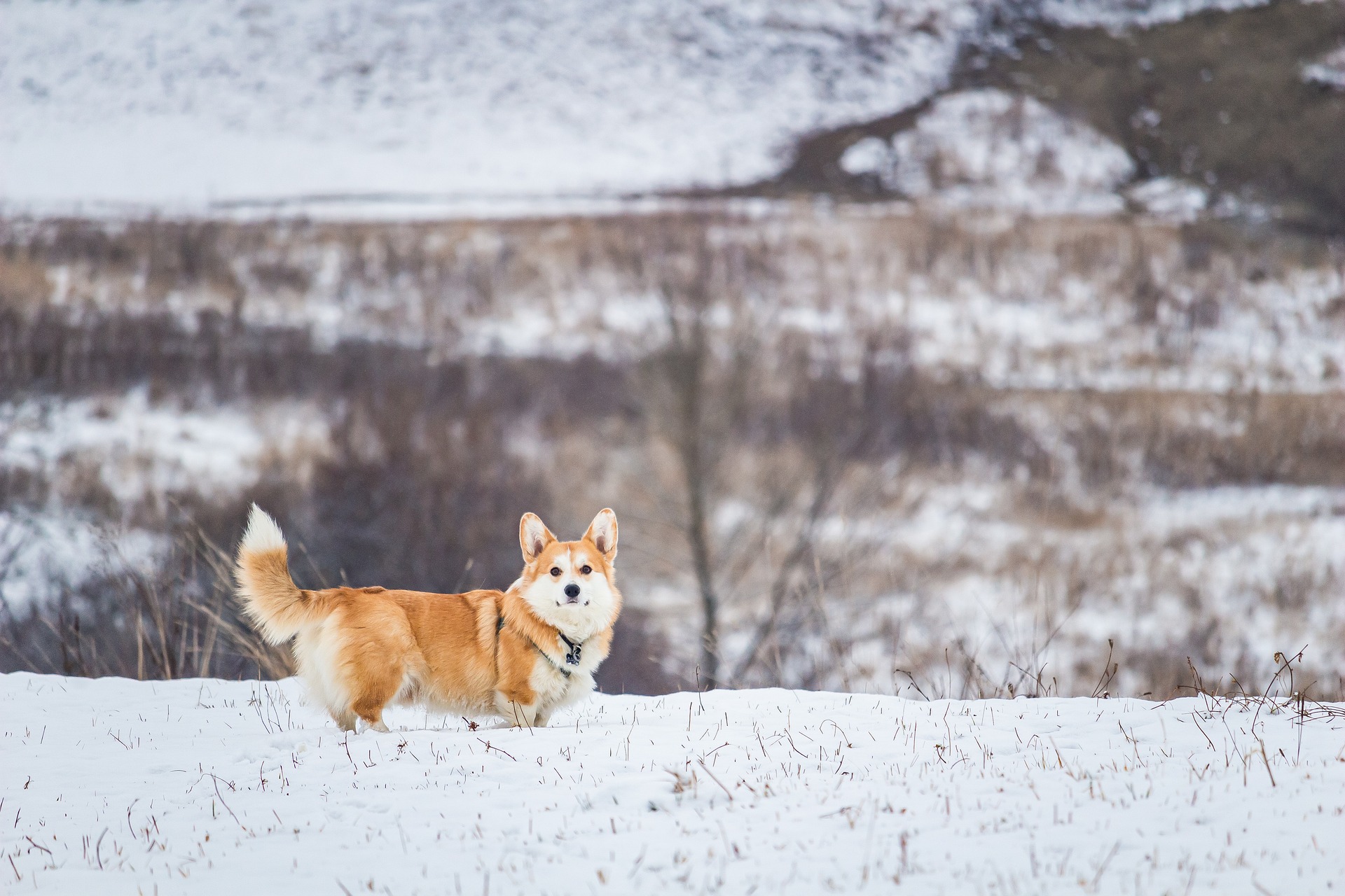 A cute Corgi standing in the snow, looking toward the camera against a backdrop of winter landscape.