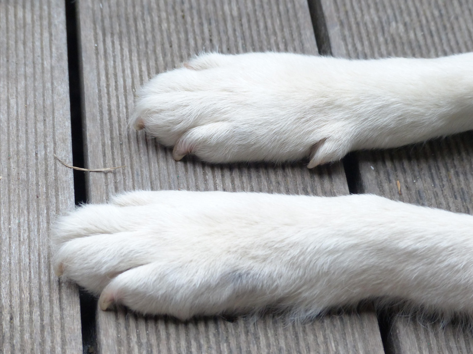 White dog paws resting on wooden floorboards.