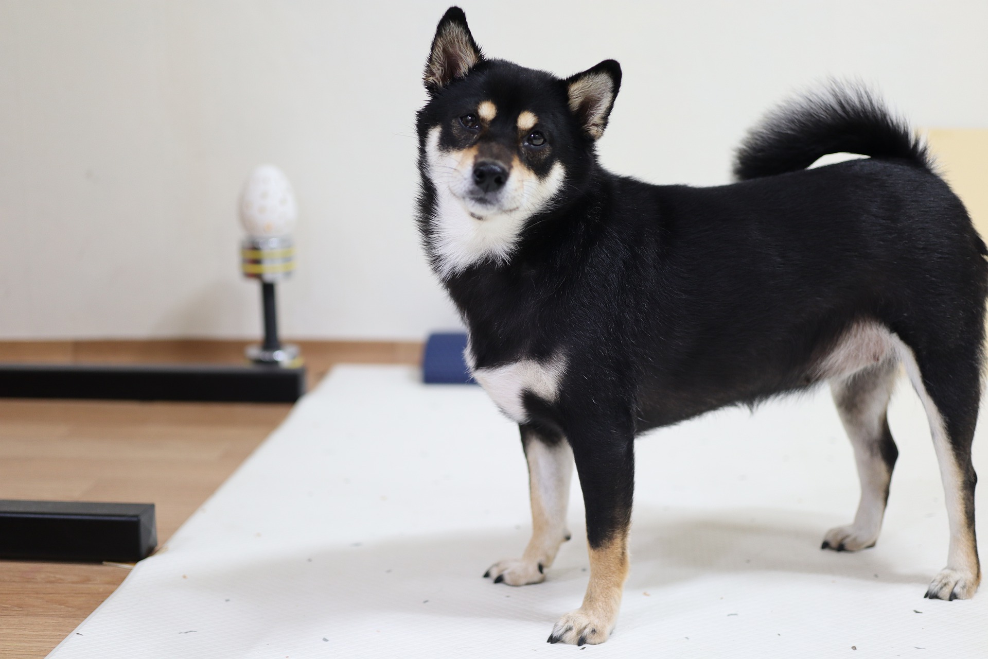 shibainu