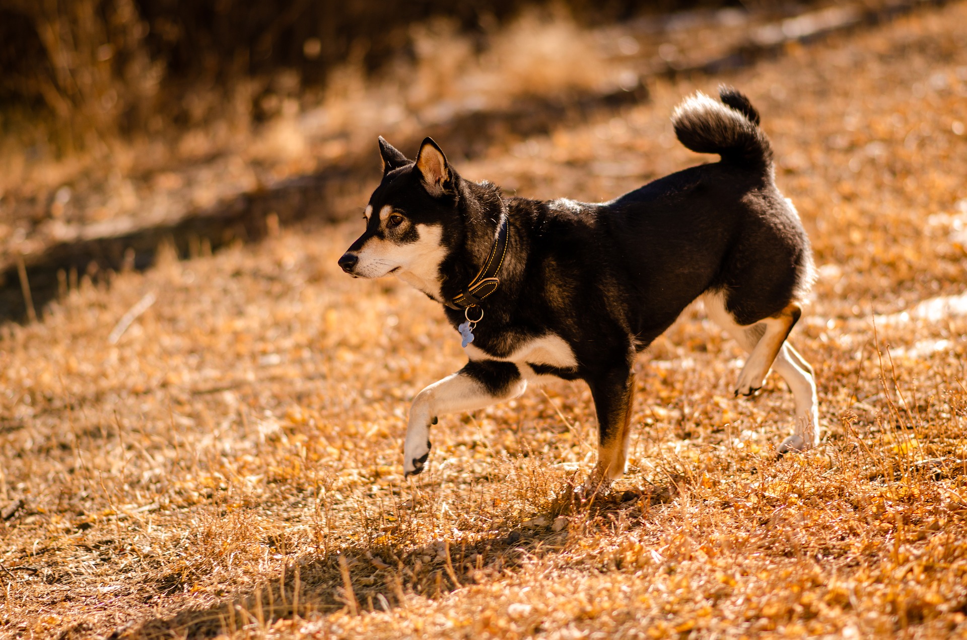 A black and brown Shiba Inu is walking on a dry grassland with a soft autumn sun in the background.
