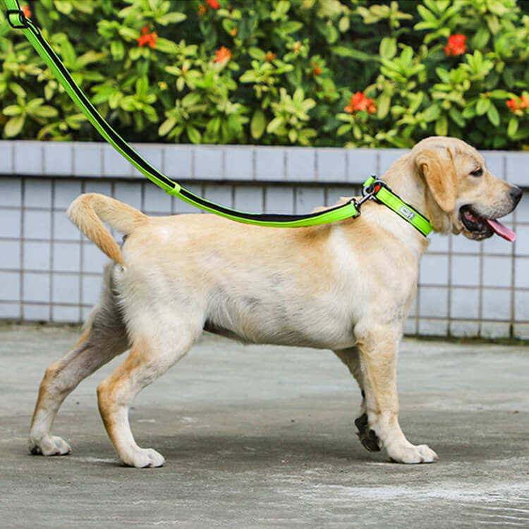 ダブルDリング首輪 犬用首輪 抜け防止 高耐久ナイロン 圧迫防止 夜間反射 簡単装着 耐久性抜群 小型犬 中型犬 大型犬対応 ペット安全首輪 オレンジ ピンク ブラック イエロー 4色展開
