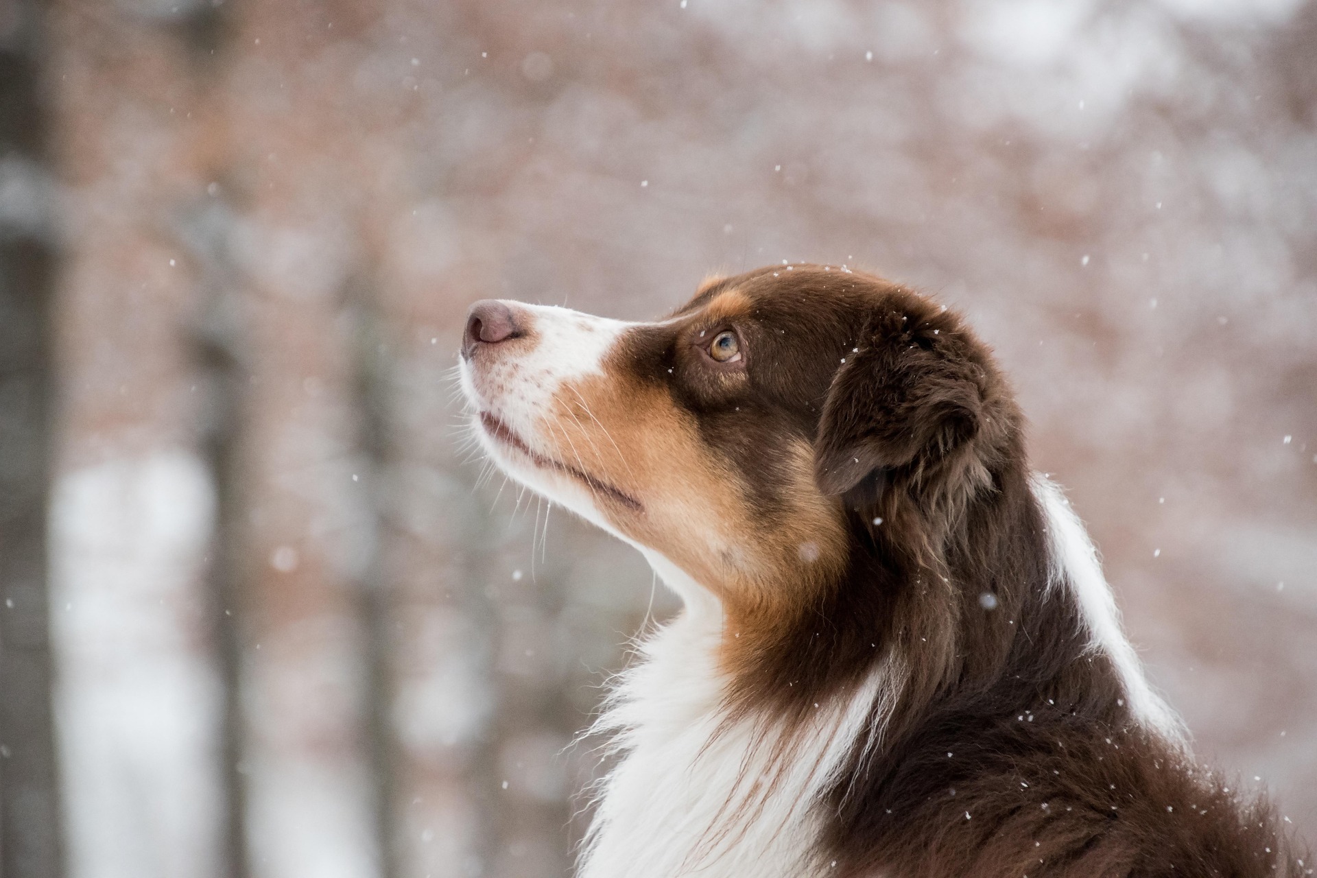 の中で美しい犬が写っています。犬は横を向いており、上を見上げています。毛はブラウンとホワイトで、優しい目をしています。背景にはぼんやりとした木々があり、雪が静かに降っています。この犬は何かを考えているように見え、とても穏やかな雰囲気です。