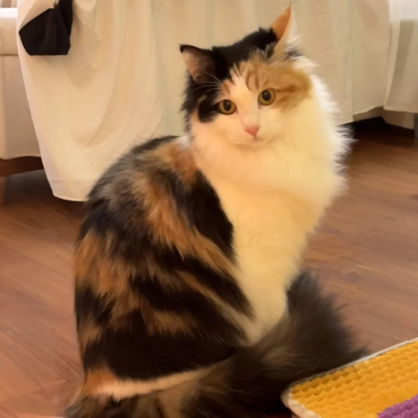 小林仁美 獣医師