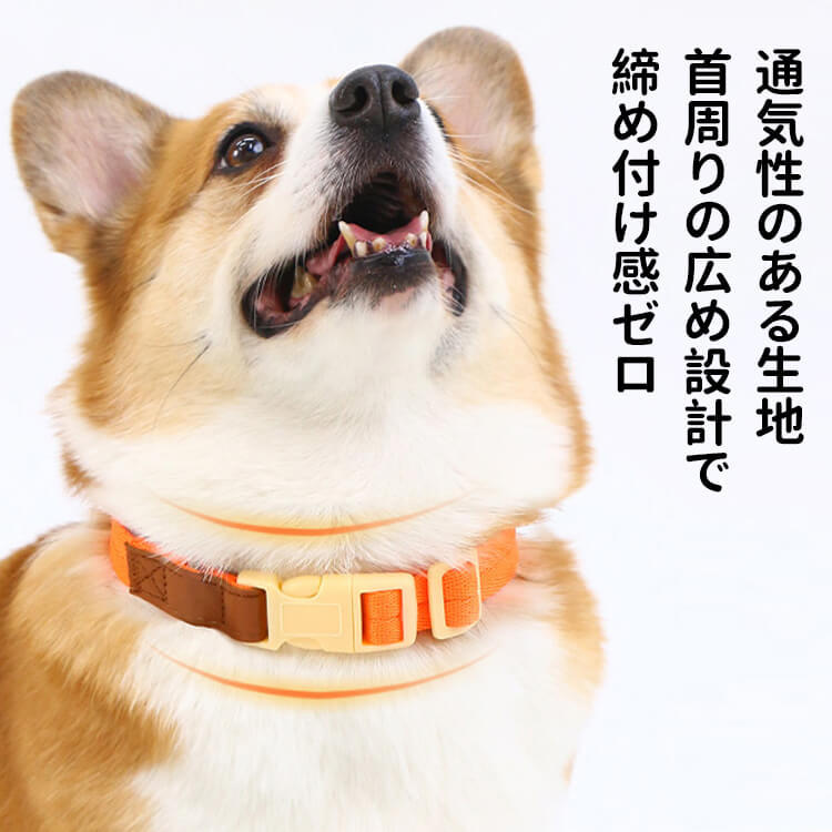 犬用首輪リードセット