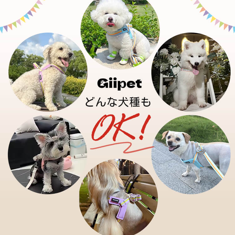 犬用Y字型ハーネス&リードセット 中小型犬向け 虹色レインボーカラー 軽量メッシュ素材 通気性抜群 首締め付けない 引っ張り防止 骨格圧迫しない快適設計 サイズ調整可能 着脱簡単 丈夫なPUレザー素材 お散歩が快適に