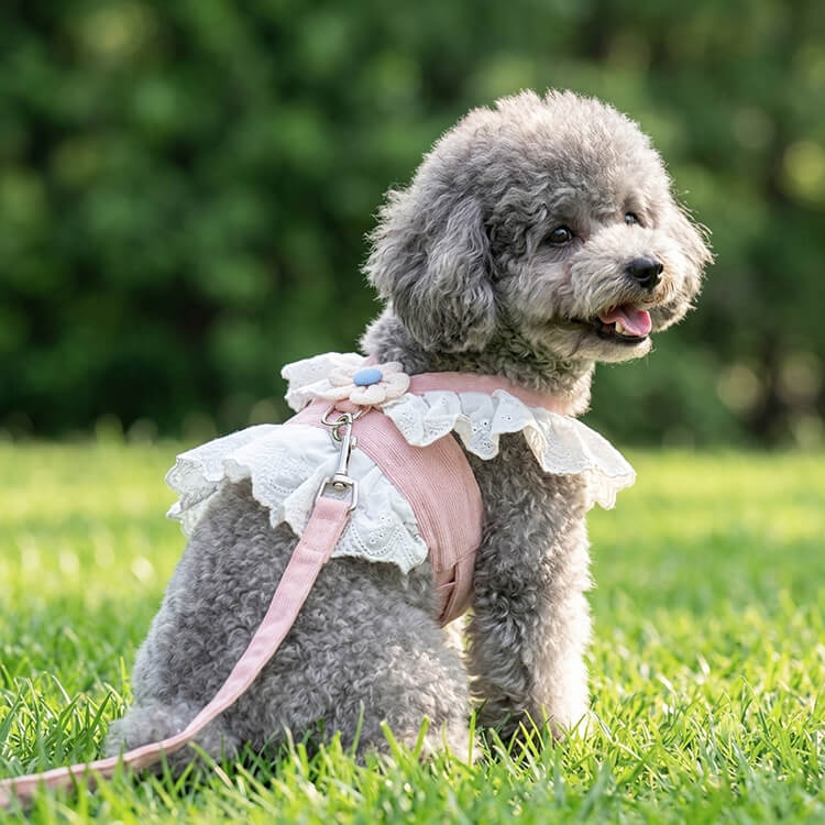レースとチュールが可愛いペット用ハーネスセット 面で支えて首が痛くない お散歩 春夏用 小型犬・猫・中型犬用