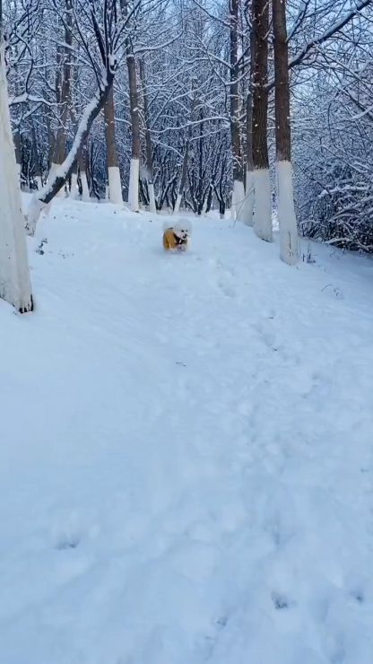 Glipet-リード付き中綿防寒防風コート 犬用 冬用 暖かい 防水ジャケット 夜間反射付き 軽量着脱簡単 小型犬中型犬対応 ペット用犬服 ダブルボタン 面ファスナー調節可能 防汚加工 多色展開