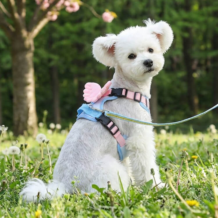 犬用ハーネス 天使の羽付き 胴輪 防爆走 衝撃吸収 非圧迫設計 負担軽減 通気性 ハニカムメッシュ 4点調整 毛挟み防止 ワンタッチ着脱 360度回転クリップ 小型犬 中型犬 猫 かわいい お散歩用品