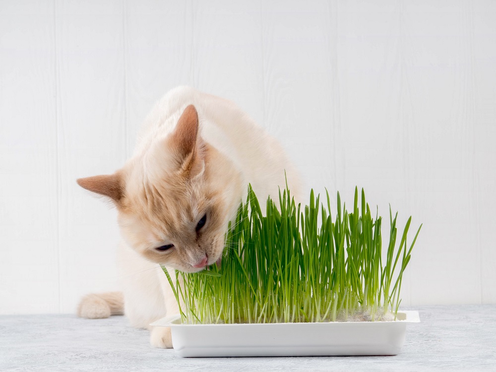 猫草