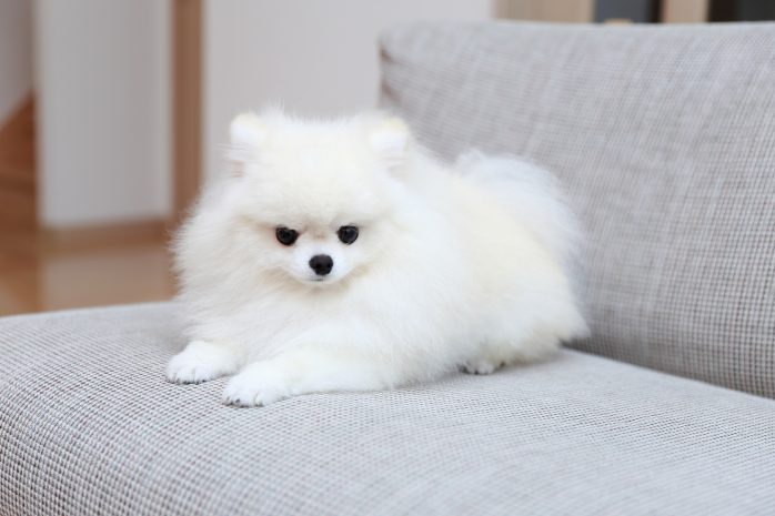 ホームズ】一人暮らしでポメラニアンは飼える？ 気をつけたい ...
