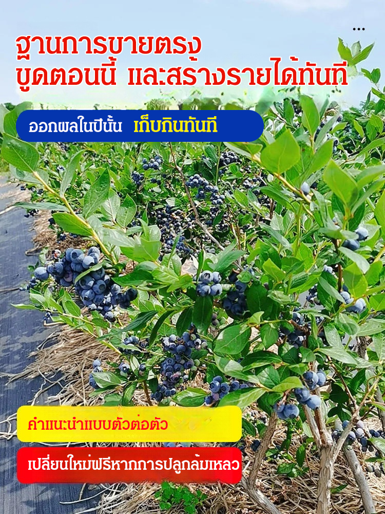 [ตราบใดที่ยังมีดิน มันก็จะออกผล] ต้นกล้าบลูเบอร์รี่สายพันธุ์ใหม่