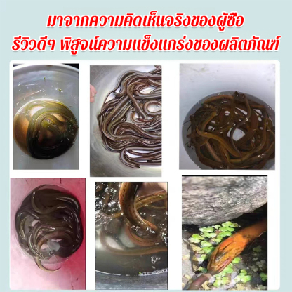 เหยื่อเม็ดรวมสำหรับตกปลาไหลและปลาไหลแบบพกพา