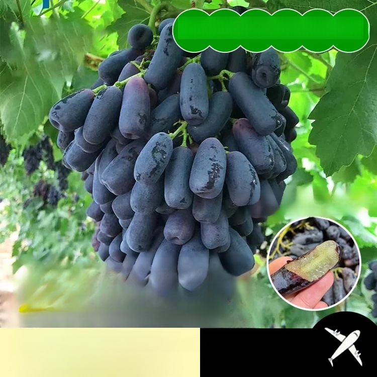 ต้นกล้าองุ่นไพลินหวานโกลด์ฟิงเกอร์