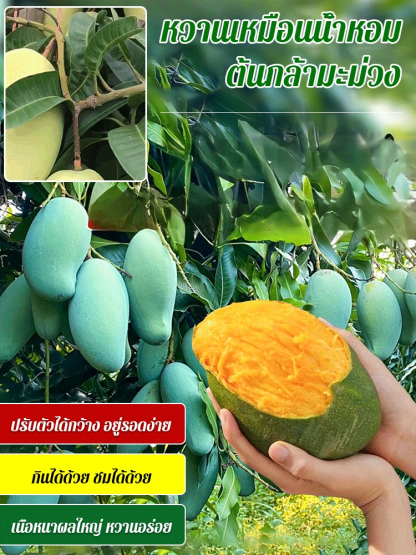 【หวานเหมือนน้ำหอม】ต้นกล้ามะม่วง