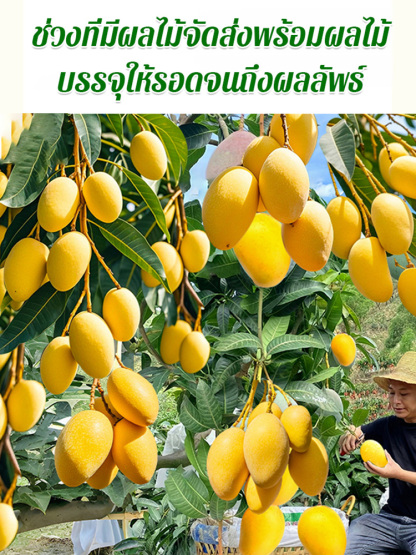 【หวานเหมือนน้ำหอม】ต้นกล้ามะม่วง