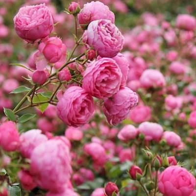 【ดอกบานตลอดปี】เมล็ดพันธุ์กุหลาบเลี้อยสีสัน