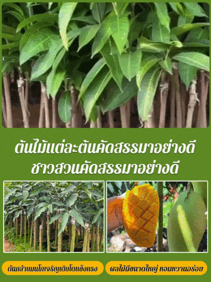 【หวานเหมือนน้ำหอม】ต้นกล้ามะม่วง
